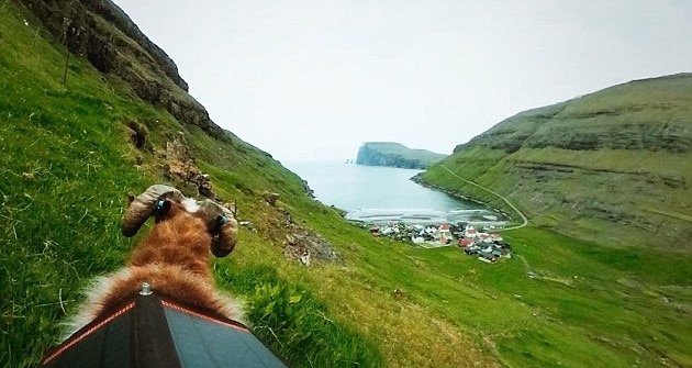 A scenic coastal view with a brown goat overlooking a village surrounded by green hills and a distant ocean backdrop.
